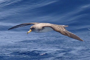 Cory's Shearwater - Calonectris (diomedea) borealis © John Muddeman